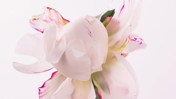 Hermosa Peonía rosa blanca sobre fondo blanco. Flor de peonía en flor abierta, lapso de tiempo, primer plano. Boda de fondo, macro, pascua, primavera, amor, cumpleaños, día de San Valentín, concepto de vacaciones, timelapse — Vídeo de stock