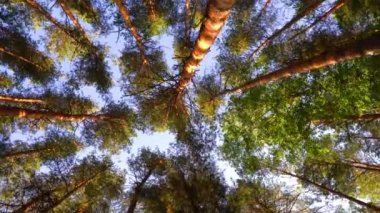 Ormanda güzel bir yaz sabahı. Güneş ışınları muhteşem yeşil ağacın yapraklarını delip geçer. Sihirli yaz ormanı