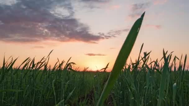 Hyperlapse der Morgendämmerung in einem Feld Squaz Grashalme, Zeitraffer schöne Sommerlandschaft — Stockvideo