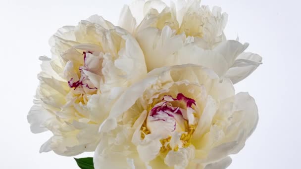 Linda peônia branca flores buquê abrindo fundo. Floração rosas flor lapso de tempo aberto, close-up. Cenário de casamento, conceito do Dia dos Namorados. Buquê no fundo preto, close-up 4K UHD timelapse — Vídeo de Stock