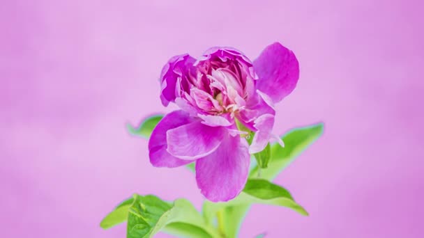 Όμορφο ροζ παιώνι άνοιγμα σε μπλε αντίγραφο-χώρο φόντο. Timelapse ανθισμένα λουλούδια σε εξωτερικούς χώρους. Γάμου σκηνικό, Ημέρα του Αγίου Βαλεντίνου έννοια αγάπης. 4K UHD — Αρχείο Βίντεο