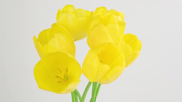 Abertura de grande flor tulipas amarela bonita no fundo branco. Na Primavera. Dia das mães, feriado, dia dos namorados, amor, aniversário, páscoa. Celebração, Timelapse. Fecha. 4K — Vídeo de Stock