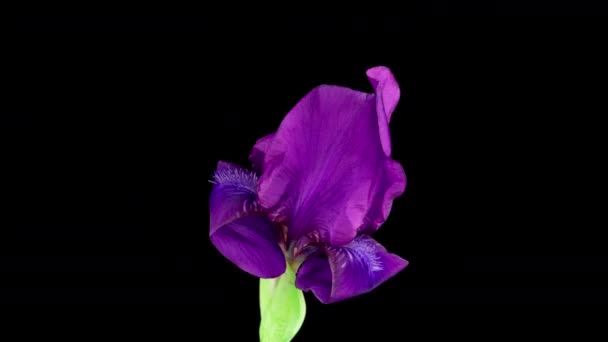 Tidsförskjutning av växande blå iris blomma. Blommande iris blomma på svart bakgrund.makro, påsk, vår, kärlek, födelsedag, alla hjärtans dag, semester koncept. 4k — Stockvideo