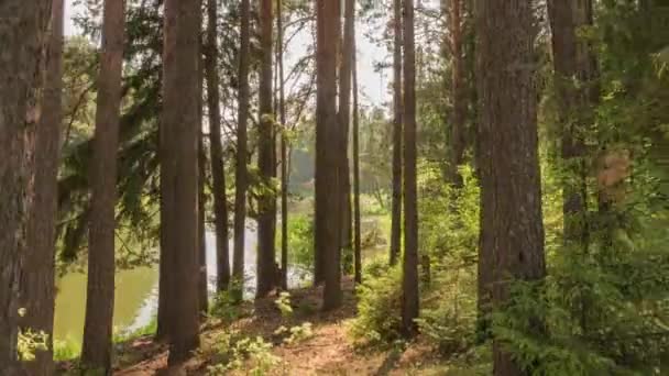 Walk in green meadow in fairy forest. Morning sun rays emerging though the green trees branches. Green forest with warm sunbeams illuminating. High quality shot, 4K — Stock Video