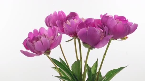 ピンクの牡丹の花束の背景。牡丹の花を開いて、時間の経過、クローズアップを咲かせます。結婚式の背景、マクロ、イースター、春、愛、誕生日、バレンタインデー、休日の概念、タイムラプス. — ストック動画