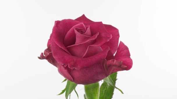 Mooie opening roze roos op witte achtergrond. Bloemblaadjes van bloeiende roze roos bloem open, time lapse, close-up. Vakantie, liefde, verjaardagsontwerp achtergrond. Bud close-up. Een Macro. 4K UHD video tijdspanne — Stockvideo