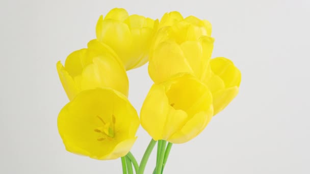 Открытие красивого большого желтого цветка тюльпанов на белом фоне. Весной. День матери, праздник, День Святого Валентина, Любовь, день рождения, Пасха. Празднование, Таймелапс. Закрывай. 4K — стоковое видео
