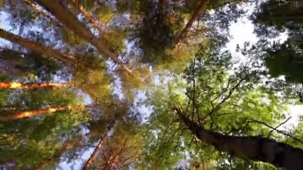 Ένα μαγικό καλοκαιρινό τοπίο. Πράσινες κορώνες δέντρων. Πυροβολήθηκε από κάτω, από πάνω. Καλή κίνηση κάμερας. Καλοκαίρι έννοια, βρόχο βίντεο, 4 K βίντεο — Αρχείο Βίντεο