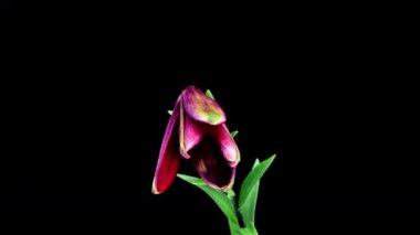 Çiçek açan kırmızı zambak zamanı. Güzel Lily açılıyor. Siyah arkaplanda çiçeklerin açtığı zamanı kapat.