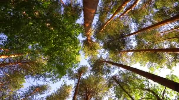 Prachtige zomerochtend in het bos. Zonnestralen breken door het gebladerte van prachtige groene bomen. Magisch zomerwoud — Stockvideo