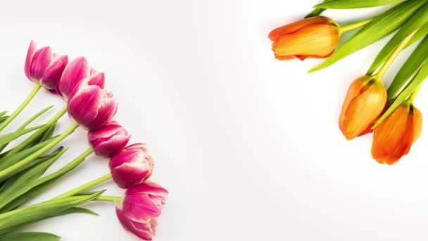 Tulipány. Včasná doba jasně růžové pruhované barevné tulipány květ kvetoucí na bílém pozadí. Čas vypršel tulipány jarních květin otevření, detailní záběr. Vánoční kytici. Gratulujeme pozadí — Stock video