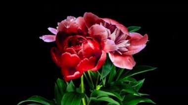 Güzel kırmızı şakayık çiçekleri arkaplanı açıyor. Çiçek açan güller, zaman aşımı, yakın çekim. Düğün arkaplanı, Sevgililer Günü konsepti. Siyah arkaplanda buket, 4K UHD zaman ayarlı.