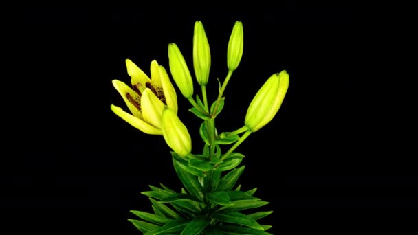 Lapso de tempo de belas flores de lírio amarelo em um fundo preto. Uma bela flor de lírio vermelho está florescendo. — Vídeo de Stock