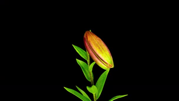 Time lapse de fleur de lys rouge en fleurs. Belle Lily qui s'ouvre. Gros plan Timelapse de fleurs grandes fleurs sur fond noir. — Video