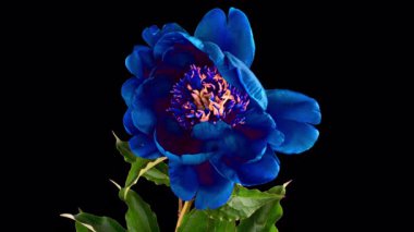 Siyah arka planda açan güzel mavi burgundy şakayık çiçeğinin zamanı. Erkek şakayığı hareketi. Düğün, makro, paskalya, bahar, aşk, doğum günü, sevgililer günü, tatil konsepti zaman kavramı.