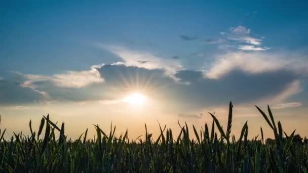 Медленное движение левой камеры. Естественное зеленое пшеничное поле с голубым небом и облаками в солнечный день, закат. Естественный фон. Сельскохозяйственный ландшафт, пшеница прекрасного цвета, время годности, 4k — стоковое видео