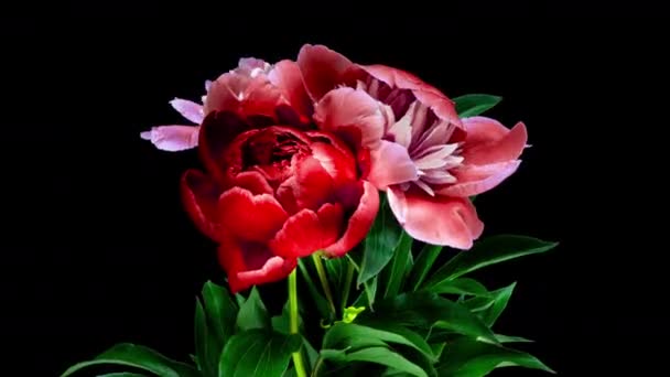 Яскраві червоні каштанові квіти відкривають своє тло. Квіти троянд відкриті, час минає, розсадка. На задньому плані - концепція Дня святого Валентина. Буке на чорному тлі, змикання 4K UHD timelapse — стокове відео