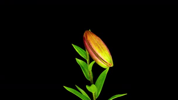 Time Lapse of blooming red Lily flower (en inglés). Hermosa Lily abriéndose. Primer plano Timelapse de flores grandes sobre fondo negro. — Vídeos de Stock