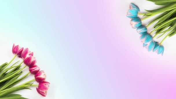 Tulipanes. Timelapse de tulipanes coloridos a rayas de color rosa brillante floreciendo sobre fondo blanco. Ramo de tulipán lapso de tiempo de flores de primavera apertura, primer plano. Ramo de vacaciones. Fondo de felicitaciones — Vídeo de stock