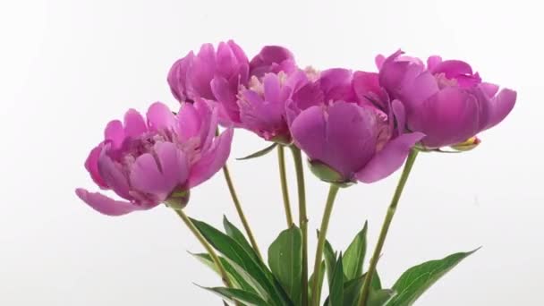 Linda rosa Peony buquê de fundo. Flores de peônia florescentes abertas, lapso de tempo, close-up. pano de fundo do casamento, macro, páscoa, primavera, amor, aniversário, dia dos namorados, conceito de feriados, timelapse. — Vídeo de Stock