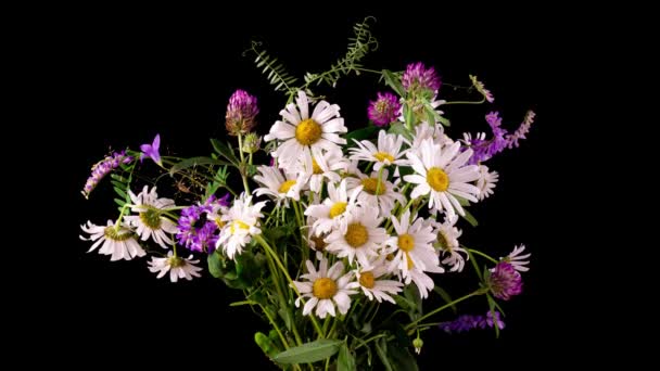 Blüten von weißen, schönen Kamillen. Ein Strauß Feldblumen, Gänseblümchen. Nahaufnahme. Sommerkamille. Kräuterblumen. Blühende Kamillen aus nächster Nähe. 4k-Zeitraffer — Stockvideo