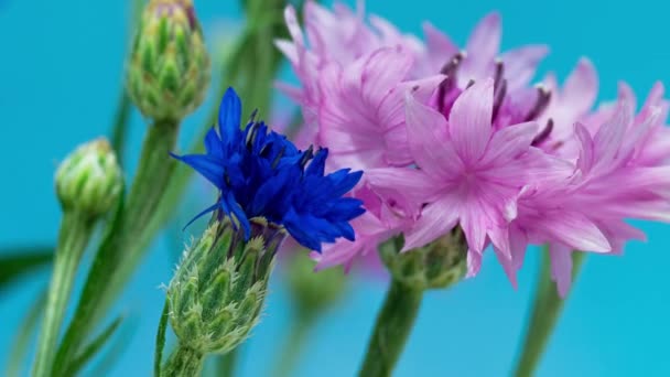 Majsblommor blommar på blå bakgrund i tiden förfaller. fem blommor blåklint blomma. — Stockvideo