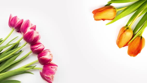 Tulpen. Timelapse van fel roze gestreepte kleurrijke tulpen bloem bloeien op witte achtergrond. Time lapse tulp bos van de lente bloemen openen, close-up. Vakantie boeket. Gefeliciteerd achtergrond — Stockvideo