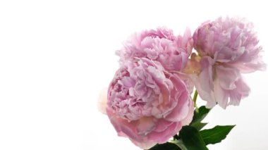 Güzel pembe Peony buket arka planı. Çiçek açan şakayık çiçekleri, zaman aşımı, yakın çekim. Düğün, makro, paskalya, bahar, aşk, doğum günü, sevgililer günü, tatil konsepti zaman, metin için yer.