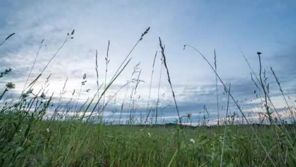 Grön äng med blommor och sommargräs. Stigande sol lyser upp de gröna träden. Kamomill och andra vilda blommor vid soluppgången. Kameran går upp. 4K — Stockvideo