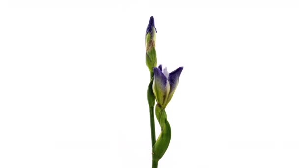 Büyüyen mavi iris çiçeğinin hızlandırılmış hali. Beyaz arka planda çiçek açan iris çiçeği. Makro, Paskalya, bahar, aşk, doğum günü, sevgililer günü, tatil konsepti. 4k — Stok video