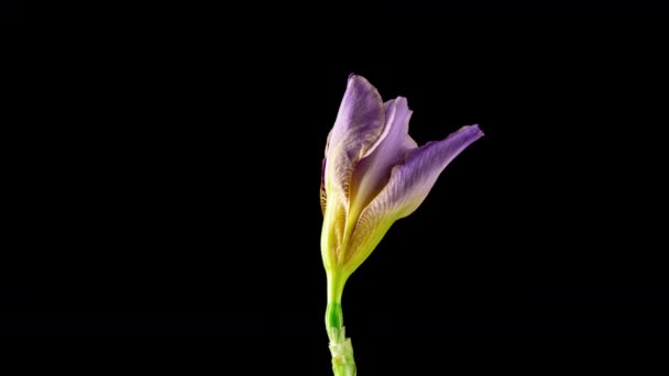 Tempo de crescimento da flor da íris azul. Flor da íris florescendo em fundo preto.macro, Páscoa, primavera, Amor, aniversário, dia dos namorados, conceito de feriados. 4k — Vídeo de Stock