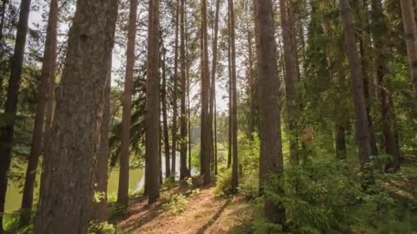 Promenade dans la prairie verte dans la forêt de fées. Rayons de soleil du matin émergeant à travers les branches des arbres verts. Forêt verte avec des rayons de soleil chauds illuminant. Coup de haute qualité, 4K — Video