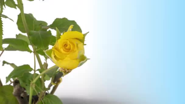 Гарний отвір жовта троянда на чорному тлі. Пелюстки квітучої жовтої троянди відкриті, проміжок часу, крупним планом. Свято, кохання, дизайн на день народження фон.4K UHD відеочасовий пояс . — стокове відео