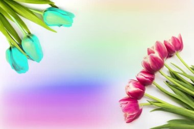 Laleler. Beyaz arka planda açan parlak pembe çizgili lalelerin zamanlaması. Zaman atlamalı lale demeti bahar çiçeklerinin açılışı, yakın plan. Tatil buketi. Tebrikler.