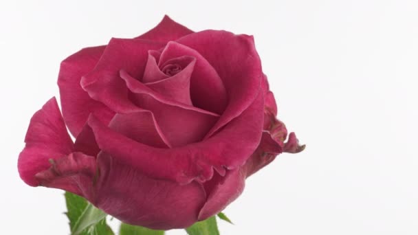 Schöne rosa Rose auf weißem Hintergrund. Blütenblätter der Blühenden rosa Rose öffnen sich, Zeitraffer. Urlaub, Liebe, Geburtstagskulisse. Knospen-Nahaufnahme. Makro-4K-Zeitraffer. Grußkarte, mit Kopierraum — Stockvideo