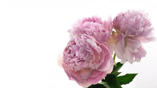 Gyönyörű rózsaszín bazsarózsa csokor háttér. Virágzó bazsarózsa virágok, idő múlás, közelkép. Esküvő, makró, húsvét, tavasz, szerelem, születésnap, Valentin nap, ünnep koncepció timelapse, hely szöveg. — Stock videók