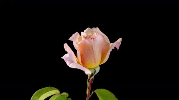 Vista superior Crecimiento Big Bud Tulipán Flor y Pétalos de Rocío. Increíble hermosa planta en flor en Timelapse. Preciosa romántica y natural telón de fondo decoración de la boda sola flor en proceso de crecimiento Primer plano 4k — Vídeos de Stock