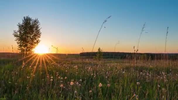 Hiperlapso do campo de girassóis ao pôr do sol. Linda paisagem de verão — Vídeo de Stock