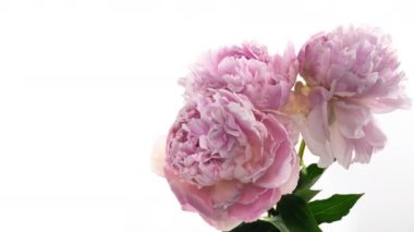 Güzel pembe Peony buket arka planı. Çiçek açan şakayık çiçekleri, zaman aşımı, yakın çekim. Düğün, makro, paskalya, bahar, aşk, doğum günü, sevgililer günü, tatil konsepti zaman, metin için yer.