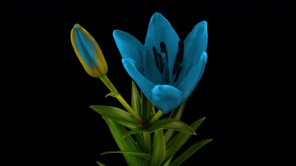 青いユリの花が咲き、その花を開きます。壮大な時間の経過。素晴らしい自然。未来世界 — ストック動画