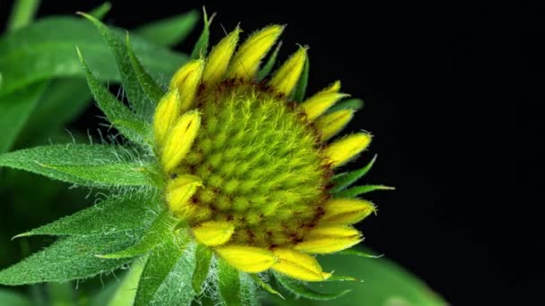 Gaillardia 'nın zaman atlaması, yakın plan çekim, siyah arka plan, Güzel Gaillardia çiçeği yakın plan çiçek, stamen büyüme, 4k makro — Stok video