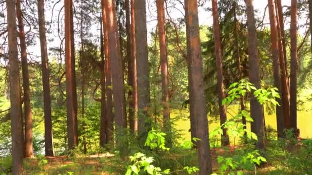 Walk in green meadow in fairy forest. Morning sun rays emerging though the green trees branches. Green forest with warm sunbeams illuminating. High quality shot, 4K — Stock Video