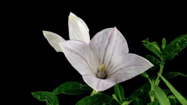 Beyaz Platycodon Çiçek Açan Çiçek Kara Arkaplanda Zaman Geçidi 'nde. Campanula Bud Büyüyor