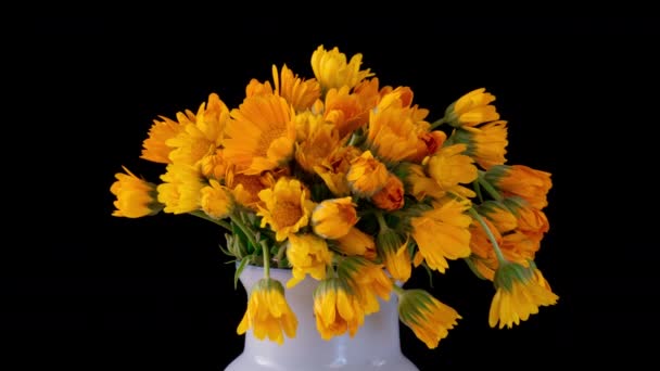 Хронология цветения календулы. 4 k Временной промежуток. Букет оранжево-желтых цветов расцветает изолированно на черном фоне. Мэриголд. — стоковое видео
