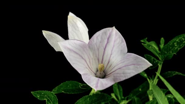 White Platycodon Flower Opening Blossom in Time Lapse on a Black Background. Campanula Bud Growing — Stock Video