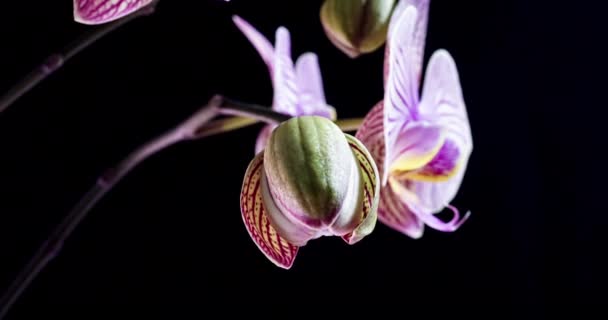 Bellissimi fiori di orchidea rosa che sbocciano su sfondo nero, primo piano. Timelapse 4K. Scenario di nozze, San Valentino, compleanno, Pasqua, video. — Video Stock