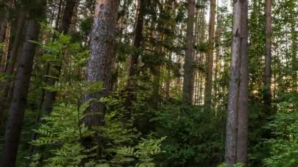 Belle matinée d'été dans la forêt. Les rayons du soleil traversent le feuillage d'un magnifique arbre vert. Forêt d'été magique, Hyperlapse — Video