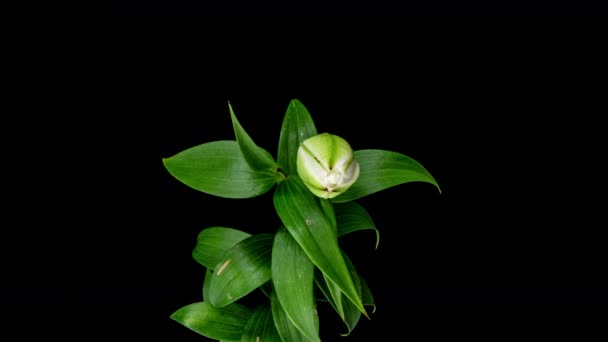 Lapso de tempo de abertura de flor de lírio terry branco na lagoa, floração waterlily — Vídeo de Stock