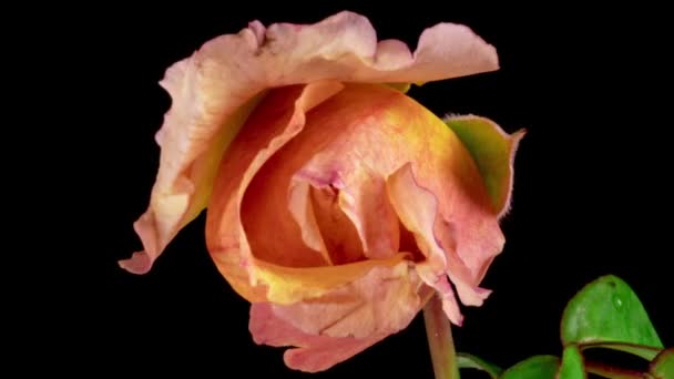 Бежевый, кремовый на черном фоне. Лепестки цветущей розовой розы открыты, время истекло. Праздник, любовь, день рождения. Бад крупным планом. Макро-хронограмма. Открытка. — стоковое видео