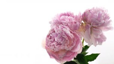 Güzel pembe Peony buket arka planı. Çiçek açan şakayık çiçekleri, zaman aşımı, yakın çekim. Düğün, makro, paskalya, bahar, aşk, doğum günü, sevgililer günü, tatil konsepti zaman, metin için yer.